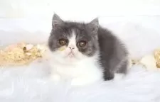 エキゾチックショートヘア【大阪府・男の子・2025年12月23日・ブルー&ホワイト】の写真2