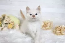 サイベリアン【大阪府・男の子・2025年12月22日・レッドリンクスポイント】の写真4