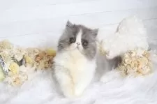 エキゾチックショートヘア【大阪府・女の子・2025年7月22日・ブルー&ホワイト】の写真5