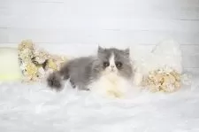 エキゾチックショートヘア【大阪府・女の子・2025年7月22日・ブルー&ホワイト】の写真7