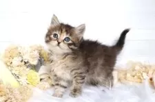 サイベリアン【大阪府・女の子・2025年12月22日・ブラウンパッチドタビー&ホワイト】の写真6