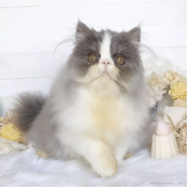 ID：2508-02308の子猫