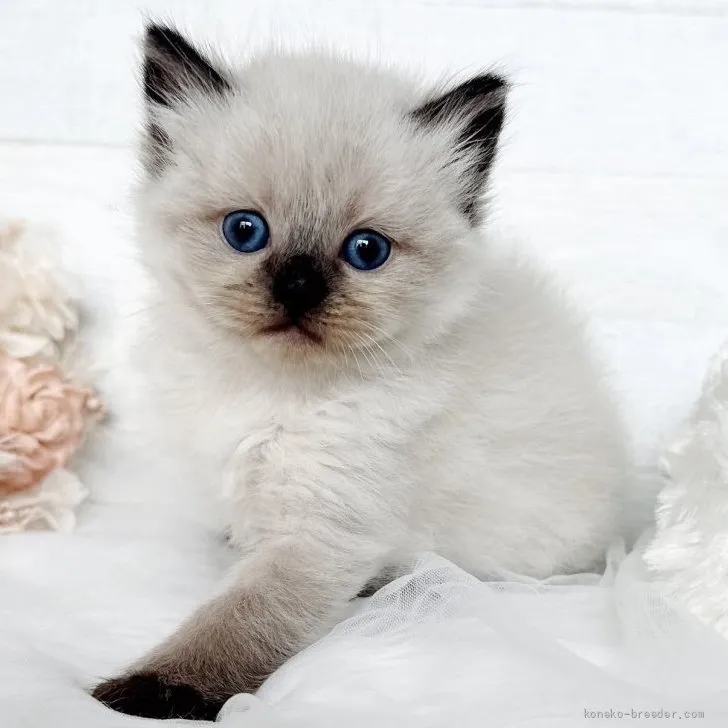 ID：2607-00169の子猫