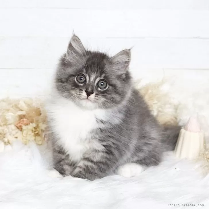 S.N 様のお迎えした子猫