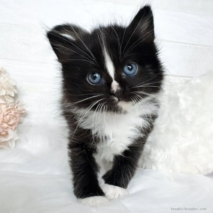 ID：2607-00166の子猫