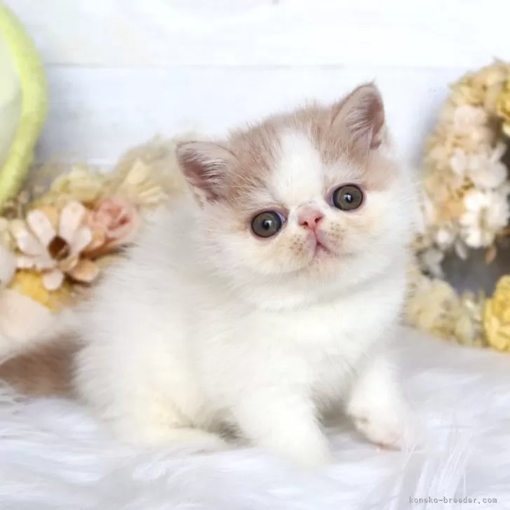 ID：2508-02316の子猫