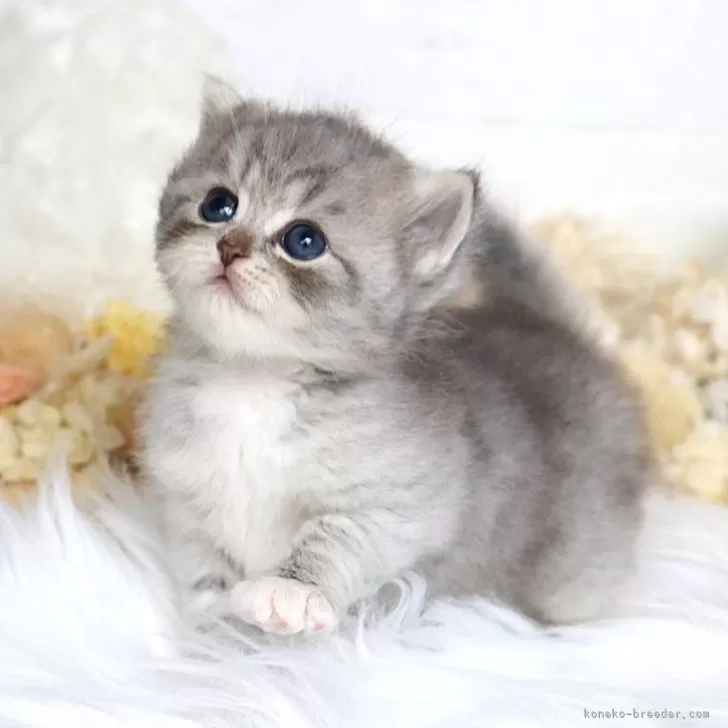 ID：2509-00425の子猫