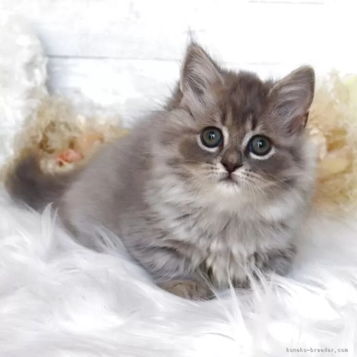 ID：2507-00065の子猫