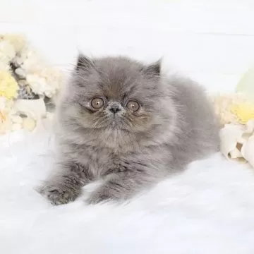 エキゾチックショートヘア【大阪府・女の子・2023年1月15日