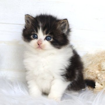 サイベリアン【大阪府・男の子・2025年12月22日・ブラウンタビー&ホワイト】の写真「☆お顔、毛量パーフェクトに可愛い美男子☆」