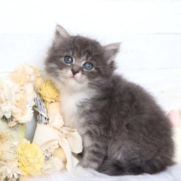 サイベリアン【大阪府・女の子・2026年1月7日・ブルータビー&ホワイト】の写真「☆ひとりっ子のビッグガール☆」