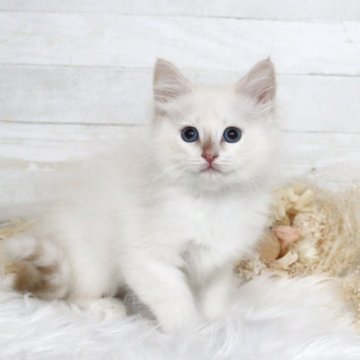 サイベリアン【大阪府・男の子・2025年12月22日・レッドリンクスポイント】の写真「キュートなおめめの構ってちゃん☆」