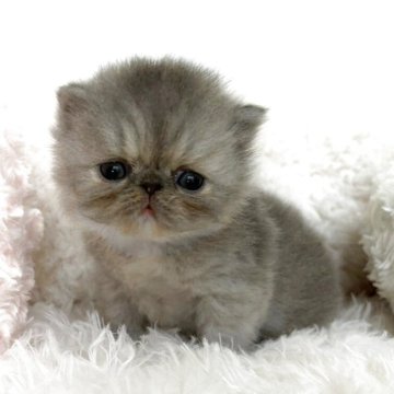エキゾチックショートヘア