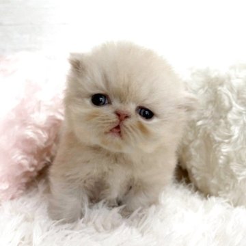 エキゾチックショートヘア