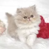 エキゾチックショートヘア