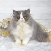 エキゾチックショートヘア