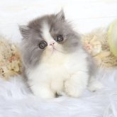 エキゾチックショートヘア