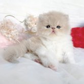 エキゾチックショートヘア
