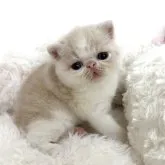エキゾチックショートヘア