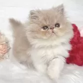 エキゾチックショートヘア