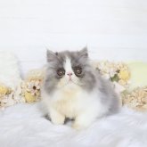 エキゾチックショートヘア