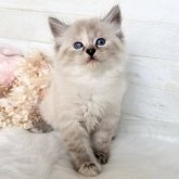 サイベリアン