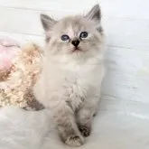 サイベリアン