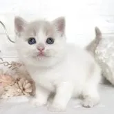 マンチカン(長足)