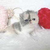 エキゾチックショートヘア