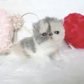 エキゾチックショートヘア