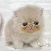 エキゾチックショートヘア