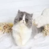 エキゾチックショートヘア