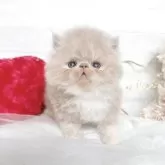 エキゾチックショートヘア