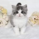 サイベリアン【大阪府・女の子・2025年8月4日・ブルー&ホワイト】の写真1