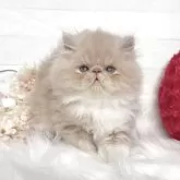 エキゾチックショートヘア