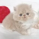 エキゾチックショートヘア