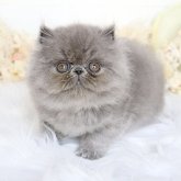 エキゾチックショートヘア