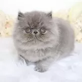 エキゾチックショートヘア