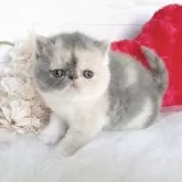 エキゾチックショートヘア