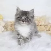サイベリアン