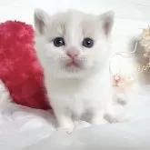 マンチカン(長足)