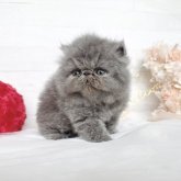 エキゾチックショートヘア