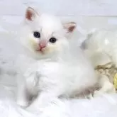 サイベリアン
