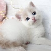 マンチカン(長足)