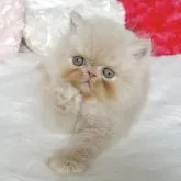エキゾチックショートヘア