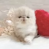エキゾチックショートヘア