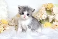 サイベリアン【大阪府・女の子・2025年8月4日・ブルー&ホワイト】の写真8