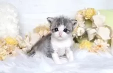 サイベリアン【大阪府・女の子・2025年8月4日・ブルー&ホワイト】の写真9