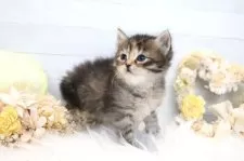 サイベリアン【大阪府・女の子・2025年12月22日・ブラウンパッチドタビー&ホワイト】の写真13