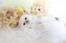 サイベリアン【大阪府・男の子・2025年12月22日・レッドリンクスポイント】の写真14